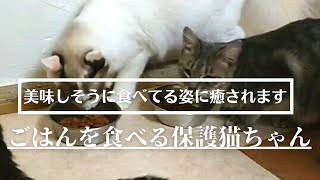 【保護猫たちの日常】ごはんを食べてるだけでも癒されます💕【香川県は殺処分ワースト】