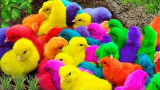 Tangkap Ayam Lucu,Ayam Warna Warni,Ayam rainbow,Ayam Pelangi, Bebek,kucing,Kelinci,Dunia Hewan Lucu