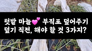 텃밭 마늘💕 부직포 덮어주기😃 덮기 직전 해야할 것 3가지?