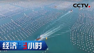 “鲍鱼之乡” 福建连江，中国三分之一鲍鱼产自这里 「经济半小时」20221122 | CCTV财经