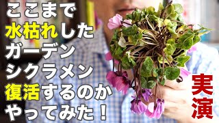 ここまで水枯れしたガーデンシクラメンは復活するのか？実演してみた。 Cyclamen comes back to life!!