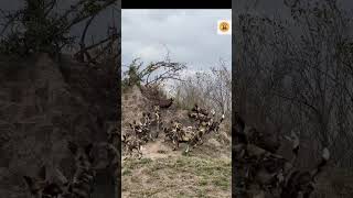 Wild Dogs Attack Vultures: Vultures Face a Deadly Ambush! #WildDogsAttackVultures #Short #wildlife