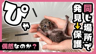 【偶然？！】「ぴゃ！」ひとりっ子猫に兄弟が合流しました【保護猫生活9日目】