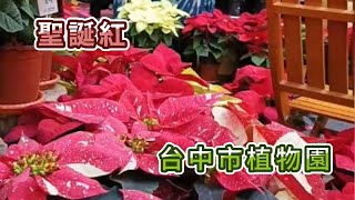 聖誕紅@台中植物園#聖誕紅#poinsettias#ポインセチア#포인세티아#花#植物#Taichung#Taiwan #熱門 #推薦 #Popular #recommend