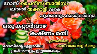 ഉണങ്ങിയ റോസ്കമ്പിൽ വരെ പൂക്കളും മുട്ടുകളും കൊണ്ട് നിറയാൻ ഒരു കറ്റാർവാഴ മതി / Rose plant Fertilizer