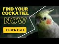 this will help you find your lost cockatiel