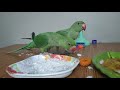 டீனு டிங்கு காலை உணவு tamil talking parrot parrottalkingintamil tinutinkupattukutt trending