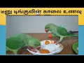 டீனு டிங்கு காலை உணவு ||Tamil talking parrot #parrottalkingintamil #tinutinkupattukutt #trending