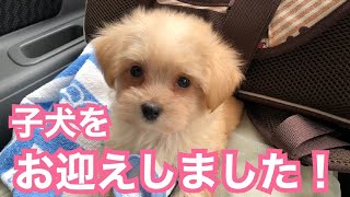 生後２ヶ月のかわいい子犬をお迎えしました！りとむ君はトイレトレーニング中です！【初投稿】【子犬】【チワマルプー】