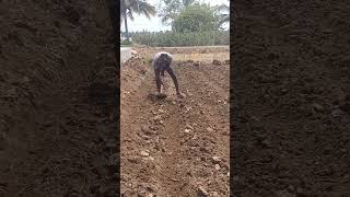 சூரிய பகவானே ஏன் இப்படி#agriculture #shortvideo #vivasayi #vivasayamkappom#vivasayam #formerlife