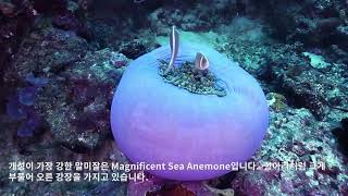 5편. 말미잘 소개 - Sea Anemone