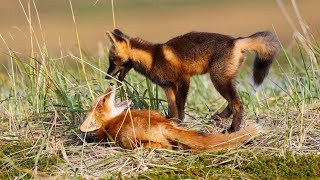Red Fox: Adaptation And Secrets of Their Hunting Success | Foxes Facts!