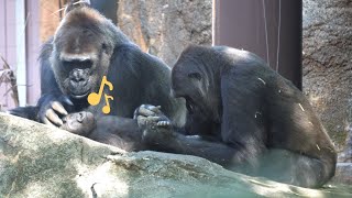 母モモコと次女モモカが一緒に赤ちゃんゴリラスモモのお世話をする | 上野動物園 | ゴリラ