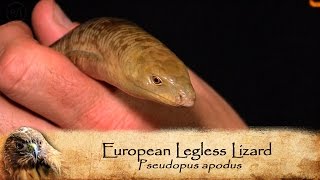 Meet Leo, the Legless Lizard!