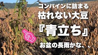 枯れない大豆『青立ち』、コンバインに詰まるから大変…