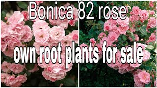 Bonica 82 rose, എല്ലാവരുടേയും dream rose #rose #sale #gardening