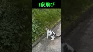 2段飛び　double jump　不意打ち　2段目は倒れただけ（笑）　笑ろうてまうやろ　　いいね　#猫さん#2段飛び