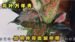 【天天小花農】花葉萬年青用這方法，把植物養得斑斕艷麗