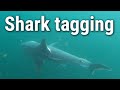 Tagging sharks to study the twilight zone