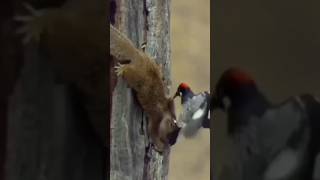 woodpecker attacks squirrel#shorts