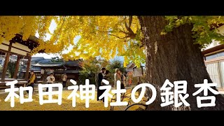 和田神社の銀杏　　22年11月末