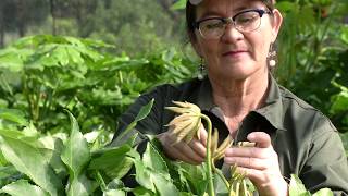 Agricultura al Día /  Conozca un cultivo de follajes