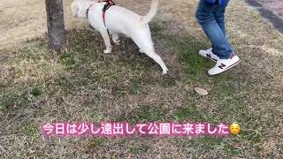 少し遠出して公園で散歩するテン【ラブラドールレトリバー】