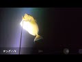 【高級魚】夜の魚突きでスジアラ、シロクラベラ、コウイカ、タコを捕る！