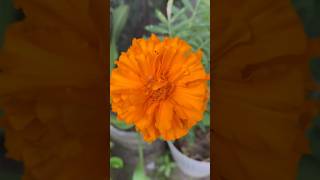 RIO Presents #GardenFlowers |  1-Week Evolution Of African Marigold