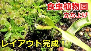 レイアウト完成！？心配だ・・食虫植物園立ち上げpart6