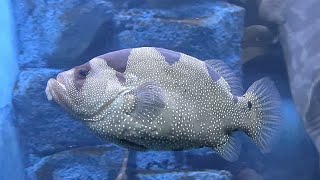 アゴハタ　Spotted soapfish　Pogonoperca punctata