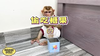 小猴子跟妹妹偷吃糖果，差点被妈妈打屁股#神奇动物在抖音