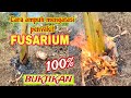 Cara merawat kebun pisang agar bebas dari penyakit layu Fusarium