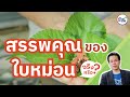 ชัวร์ก่อนแชร์ : สรรพคุณของใบหม่อน จริงหรือ?