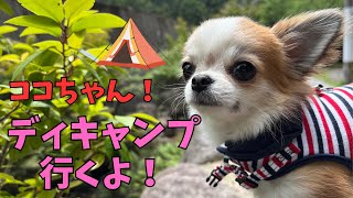 【生後10か月チワワ】初めてのデイキャンプでマイナスイオン浴びまくるココをご覧ください♥
