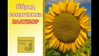 Соняшник Златібор 🌻, опис гібриду 🌻 - насіння в Україні