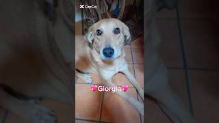 Beautiful Giorgia Is Still Looking For A Forever Family | Furry Rescue Italy #shorts #dog #help