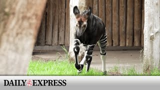 Rare okapi calf takes its first steps at Chester Zoo