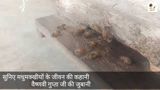 Honey bee's( मधुमक्खियों की कहानी ) Apiculture