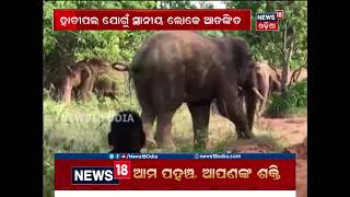 Jumbo menace grips Champua range in Keonjhar | News18 Odia