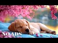 Music that makes dogs comfortable🐶 Relaxing music that relieves stress, music that induces sleep🎵