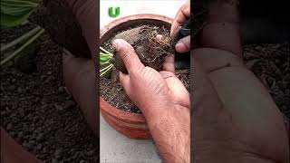 How to grow Strawberries #gardening #shorts