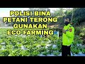 POLISI BINA PETANI TERONG GUNAKAN PUPUK ORGANIK ECO FARMING PART 1  |  @chevy regama