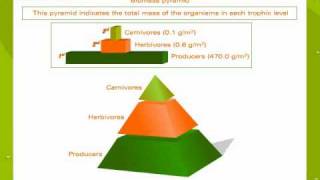 Ecological pyramids