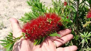 MACARTHUR™ Callistemon mid size dense bottlebrush | Ozbreed Native Shrubs \u0026 Groundcovers