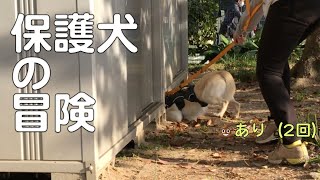 【保護犬 散歩 うんち】公園の落ち葉じゅうたんで大興奮の忠犬ひだまり