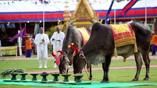 ព្រះរាជពិធីច្រត់ព្រះនង្គ័ល ឆ្នាំ២០១៩ នឹងប្រារព្ធនៅក្រុងដូនកែវ ខេត្តតាកែវ