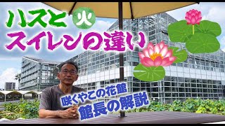 【咲くやこの花館】ハスとスイレンの違いを館長が解説します！水面と葉の形状と花後の姿で判断する【植物園】