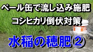 水稲の追肥　コシヒカリ倒伏対策！　穂肥の２回目・・ペール缶を使って流し込み施肥