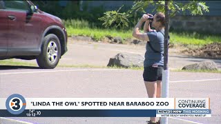 Missing Ochsner Park Zoo owl spotted alive, uninjured near zoo